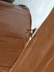 Polistes jokahamae