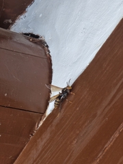 Polistes jokahamae