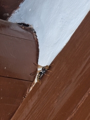 Polistes jokahamae
