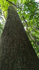 Pseudobombax septenatum