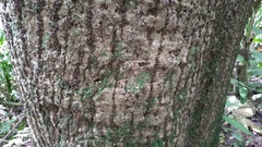 Pseudobombax septenatum