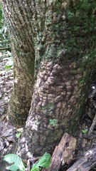 Pseudobombax septenatum