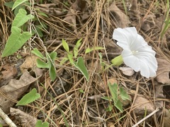 Calystegia catesbeiana