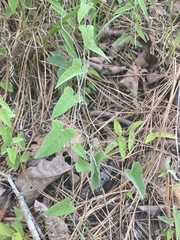Calystegia catesbeiana