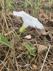 Calystegia catesbeiana