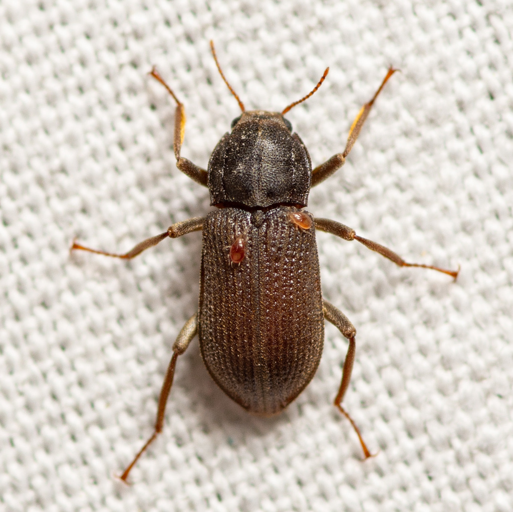 Macrelmis texana