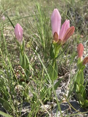 Spigelia alabamensis