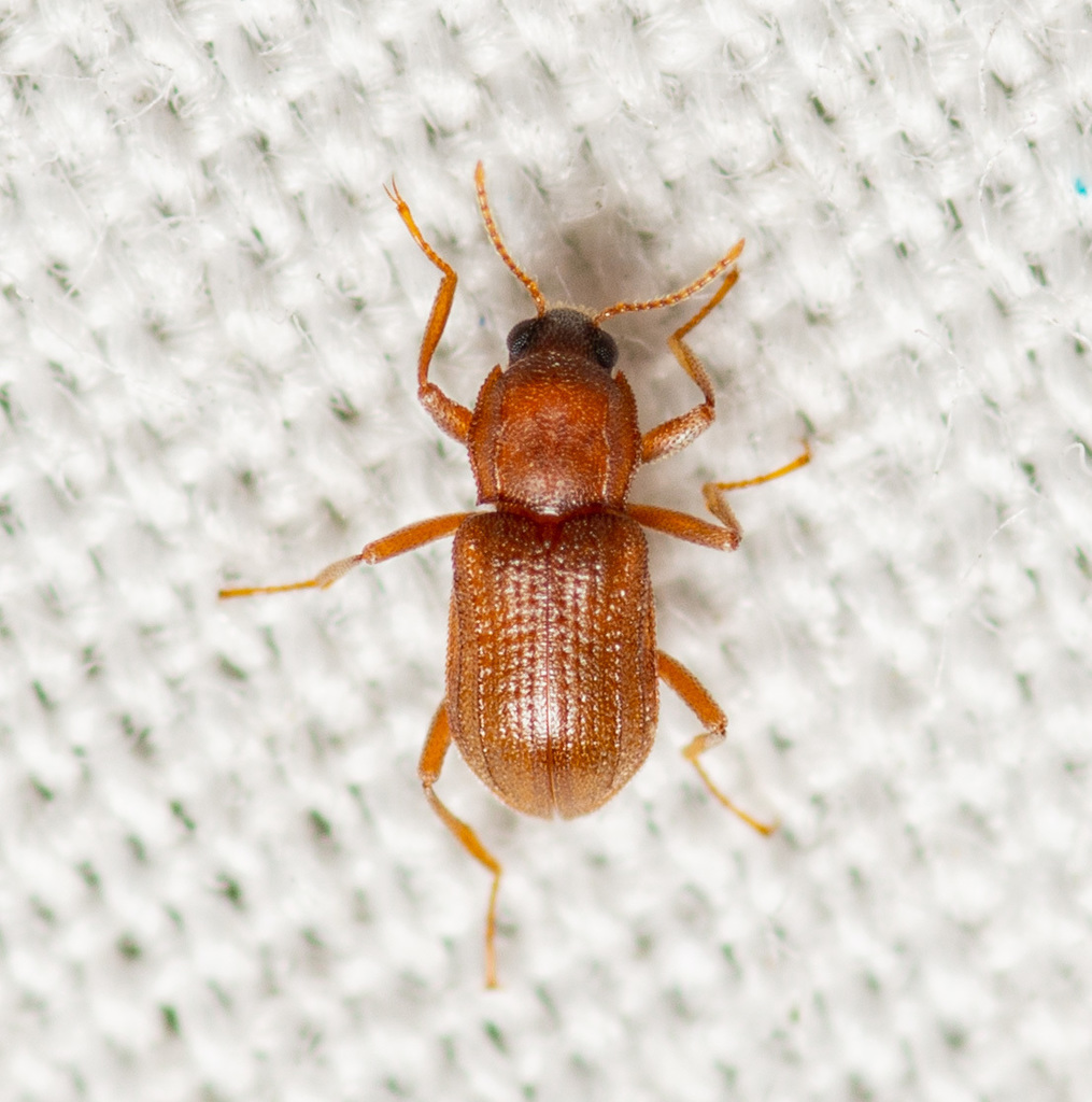 Hexacylloepus ferrugineus