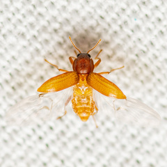 Hexacylloepus ferrugineus