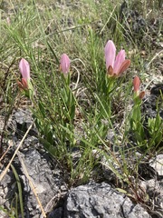 Spigelia alabamensis