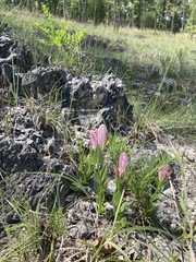 Spigelia alabamensis