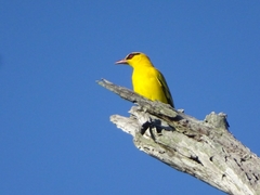 Oriolus auratus