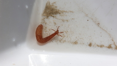 Synaptula