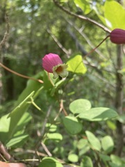 Clematis glaucophylla