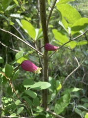 Clematis glaucophylla