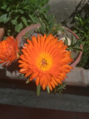 Lampranthus aureus