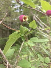 Clematis glaucophylla