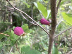 Clematis glaucophylla