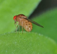 Drosophila transversa