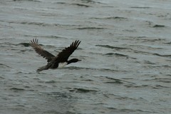 Leucocarbo magellanicus