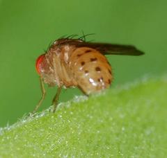 Drosophila transversa