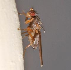 Scaptomyza graminum