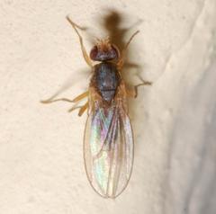 Scaptomyza graminum