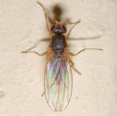 Scaptomyza graminum