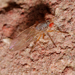 Scaptomyza pallida