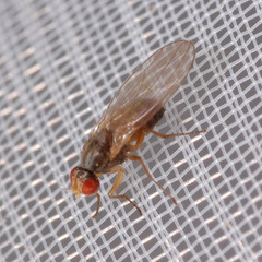 Scaptomyza pallida