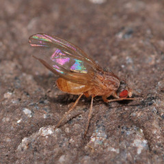 Scaptomyza pallida