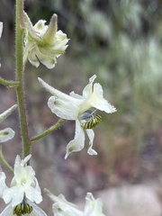 Delphinium xantholeucum
