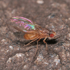 Scaptomyza pallida