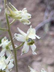 Delphinium xantholeucum
