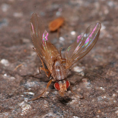 Scaptomyza pallida