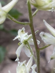 Delphinium xantholeucum