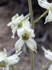 Delphinium xantholeucum