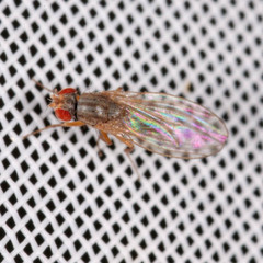 Scaptomyza pallida