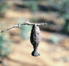 Apiomorpha urnalis