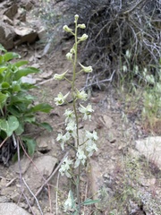 Delphinium xantholeucum