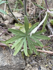 Delphinium xantholeucum