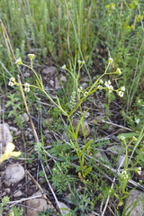 Valerianella dentata