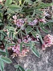 Trifolium gymnocarpon