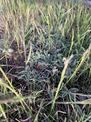 Trifolium gymnocarpon