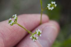 Valerianella dentata