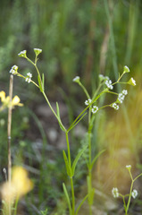 Valerianella dentata