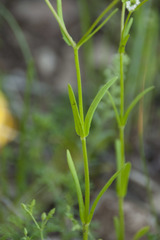 Valerianella dentata