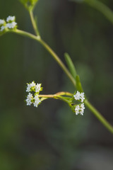 Valerianella dentata