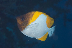 Hemitaurichthys polylepis