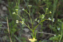 Valerianella dentata